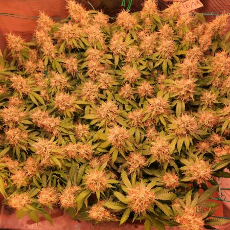 1 Plant Scrog I Chemdog Green House