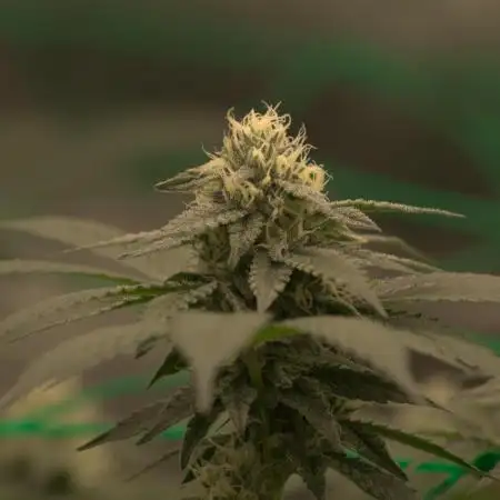 1 Plant Scrog 2.5x2.5 | SuperSilverHaze