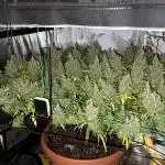 1 Plant Scrog 4x4 | Colombian Gold