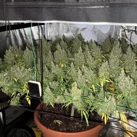 1 Plant Scrog 4x4 | Colombian Gold