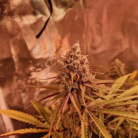 3 Plants 2x4 I Washing Machine
