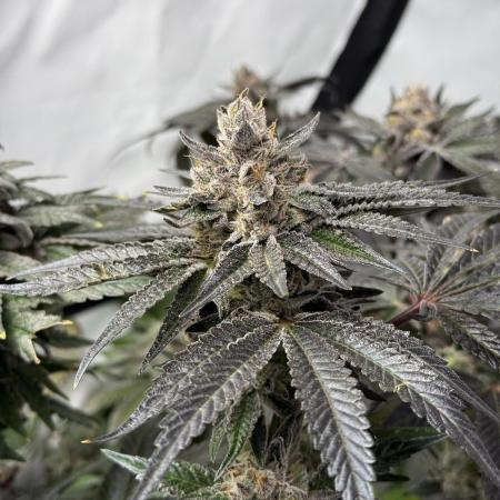 9 Plants I Runtz crosses