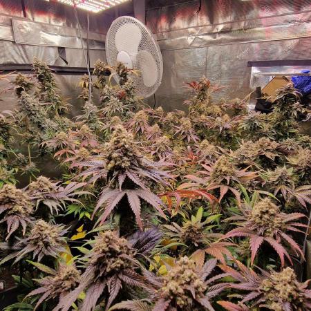 8 Plants 4x4 I Apollo Black Cherry, Black Rainbow, Mac and Crack