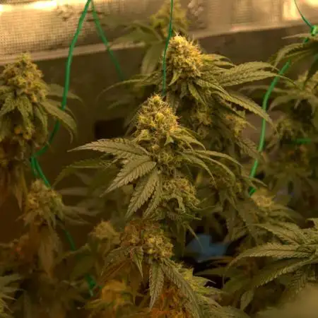 3 Plants 4x4 I  Gelato, Sherbet