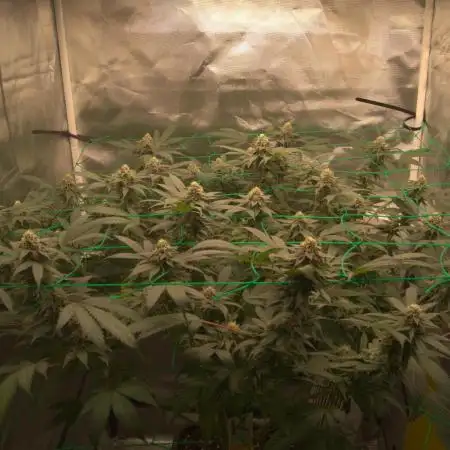 1 Plant Scrog 2.5x2.5 | SuperSilverHaze