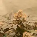 2 Plant 2x2 I Poddy Mouth