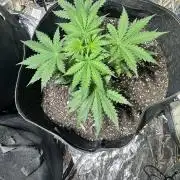 My first hybrid grow room!!