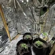 My first hybrid grow room!!