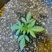 My first hybrid grow room!!