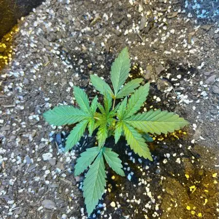 My first hybrid grow room!!