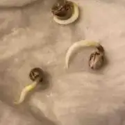 Seeds Mafia Sponsor Growing