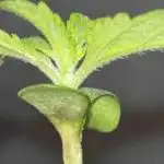 Seedstockers Fruit Cake Test
