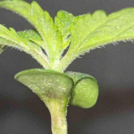 Seedstockers Fruit Cake Test