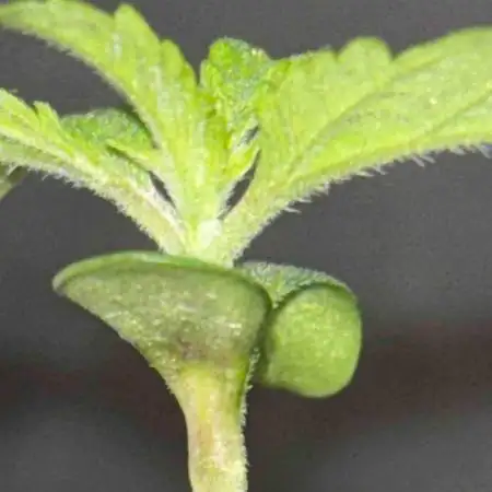Seedstockers Fruit Cake Test