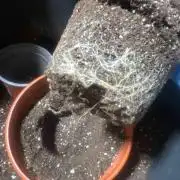 Eternity Grow Cup 2026