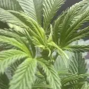 Black Runtz Test Grow