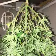 Anesia / White Runtz Testing Grow