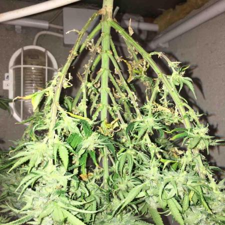 Anesia / White Runtz Testing Grow