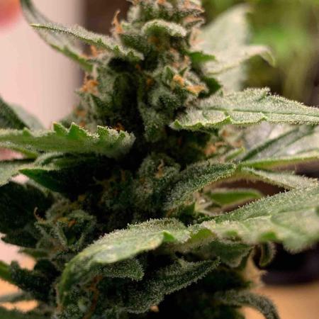 Sponsoring/ Zamnesia Skywalker OG