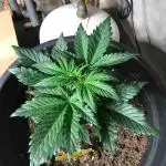 Fast Buds Wedding Cessckake