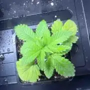 Grow Report Clementine Slush