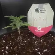 RQS Mexican Rush
