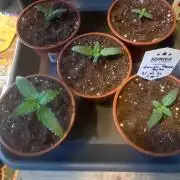 Kannabia Sponsor Grow