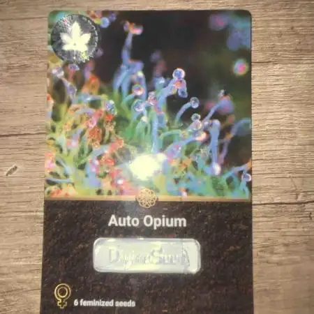 Divine Seeds Auto Opium Grow