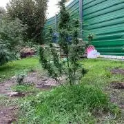 Dutch Passion Growing Competition 2024 Auto Euforia