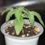 Seeds Mafia Sponsor Growing