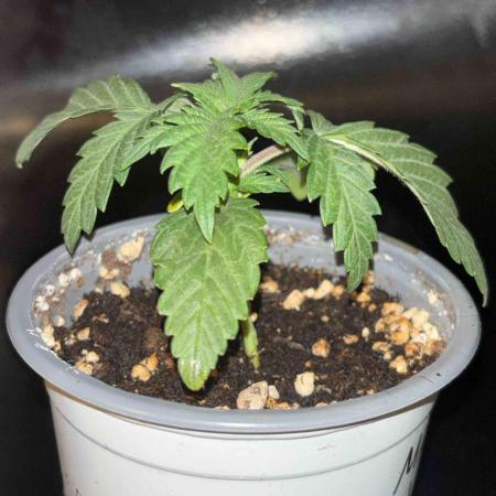 Seeds Mafia Sponsor Growing