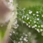 Dutch Passion Growing Competition 2024 Auto Euforia