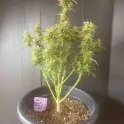 Herbies seeds Grandmommy Purple Sponsoring