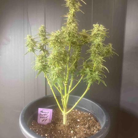 Herbies seeds Grandmommy Purple Sponsoring