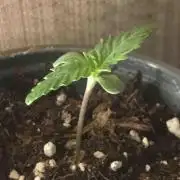 Seeds Mafia Sponsor Growing