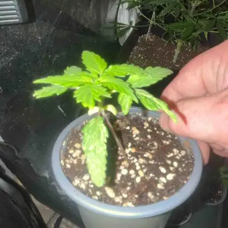 Auto Candy Bubatz Xl Outdoor Grow