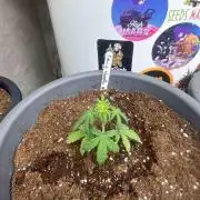 Cosmic Noodles Test Grow