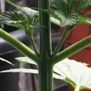 Ganja Farmer Sour OG Kush