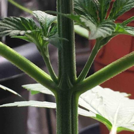 Ganja Farmer Sour OG Kush