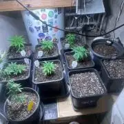 Grow Report Clementine Slush