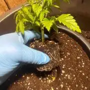 Seeds Mafia Sponsor Growing