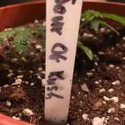 Ganja Farmer Sour OG Kush