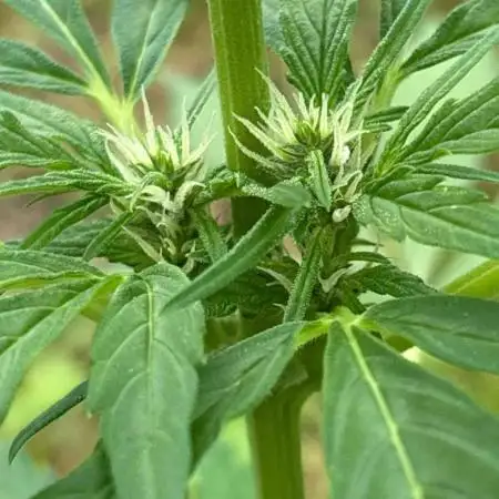 Auto Candy Bubatz Xl Outdoor Grow