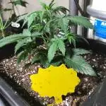 Fast Buds Wedding Cessckake