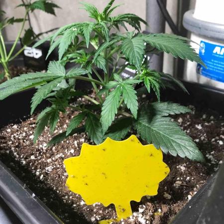 Fast Buds Wedding Cessckake