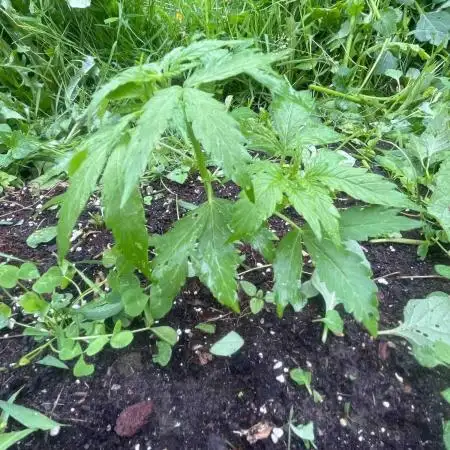 Auto Candy Bubatz Xl Outdoor Grow