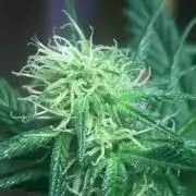 Seeds Mafia Sponsor Growing