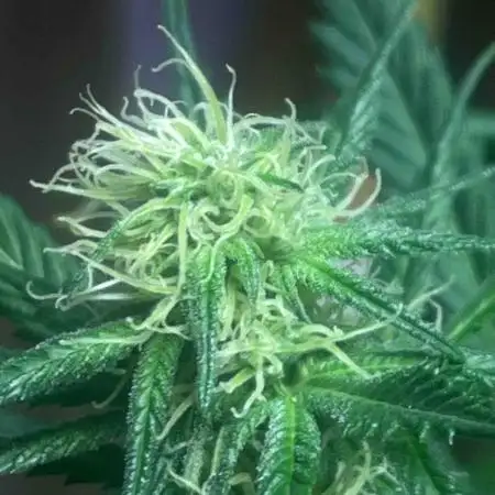 Seeds Mafia Sponsor Growing
