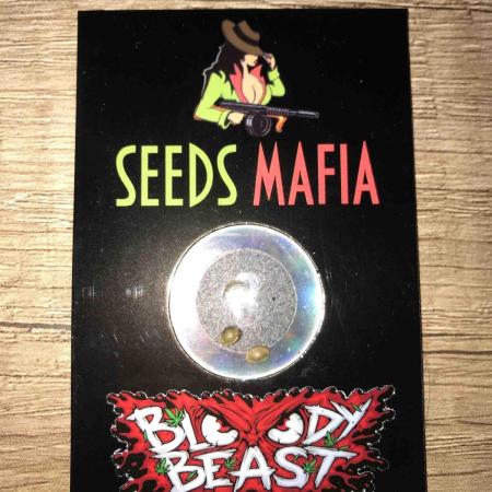 Seeds Mafia Bloody Beast