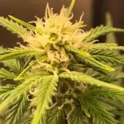 Fast Buds Wedding Cessckake